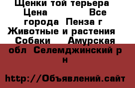 Щенки той терьера › Цена ­ 10 000 - Все города, Пенза г. Животные и растения » Собаки   . Амурская обл.,Селемджинский р-н